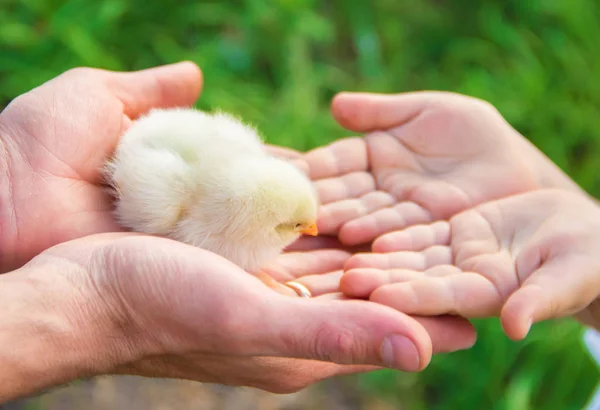 Çocuk Bir Tavuk Elinde Tutar Seçici Odak — Stok fotoğraf