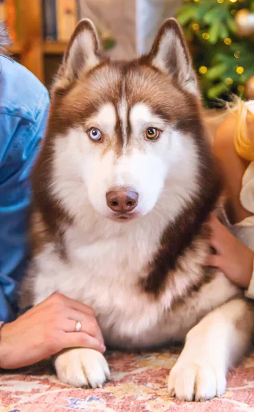 Husky cão adulto em casa com os proprietários. Foco seletivo . — Fotografia de Stock