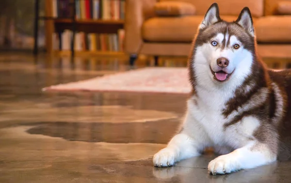 Husky pies dorosły w domu z właścicielami. Skupienie selektywne. — Zdjęcie stockowe