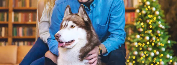 Husky perro adulto en casa con los propietarios. Enfoque selectivo . — Foto de Stock