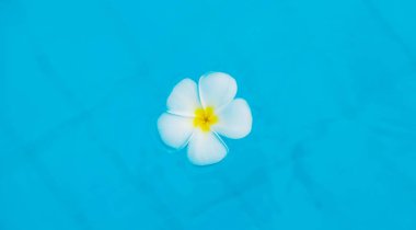 Plumeria çiçeği havuzda. Seçici odak.