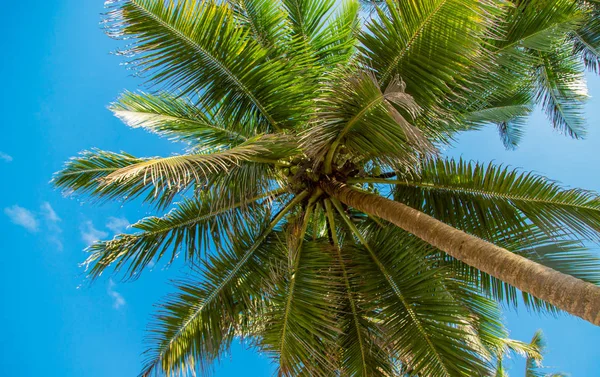 Alberi di cocco sull'isola. Focus selettivo . — Foto Stock