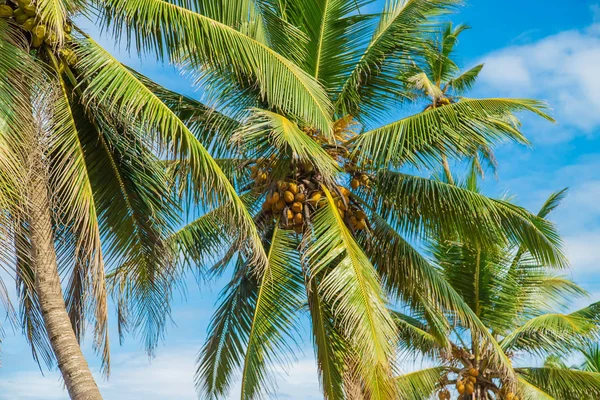Des cocotiers sur l'île. Concentration sélective . — Photo
