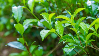 Sri Lanka 'daki çay tarlalarında çay yetişiyor. Seçici odak.
