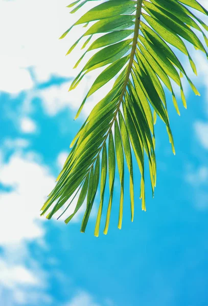 岛上的椰子树 有选择的重点. — 图库照片