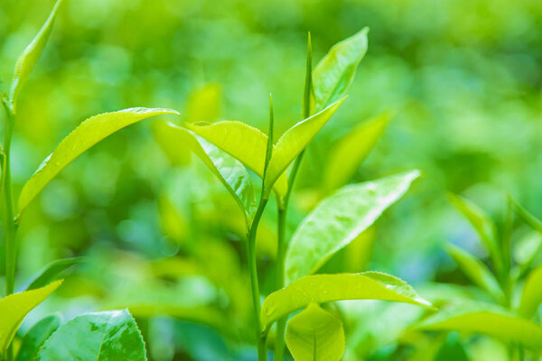 Tea growing on tea plantations in Sri Lanka. Selective focus.