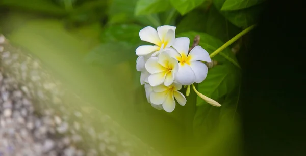 एक पेड़ पर सुंदर सफेद प्लूमरिया फूल। चयनित फोकस . — स्टॉक फ़ोटो, इमेज