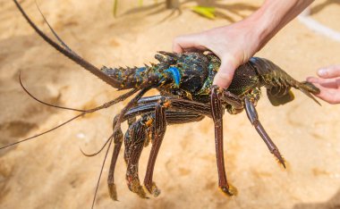 Live big lobster in the hands of people. Selective focus.