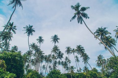 Adadaki hindistan cevizi ağaçları. Seçici odak.