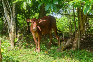 Hindistan 'ın kutsal inekleri. Seçici odak.