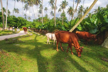 Hindistan 'ın kutsal inekleri. Seçici odak.