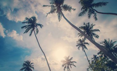 Adadaki hindistan cevizi ağaçları. Seçici odak.