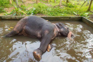 Hint fili yüzüyor. Sri Lanka. Seçici odak.