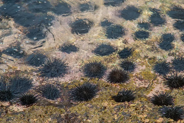 Sea urchins in the sea. Selective focus.