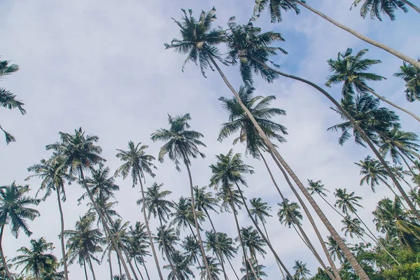 Kokosbomen op het eiland. Selectieve focus. — Stockfoto