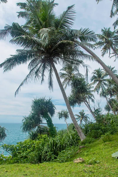 Кокосовые деревья на острове. Селективный фокус . — стоковое фото