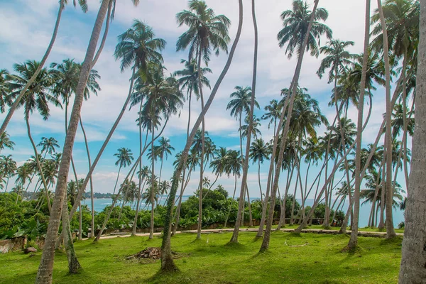 Kokosbomen op het eiland. Selectieve focus. — Stockfoto
