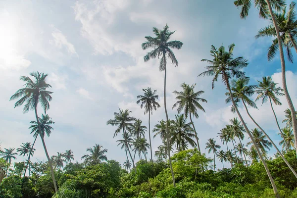 Kokosbomen op het eiland. Selectieve focus. — Stockfoto