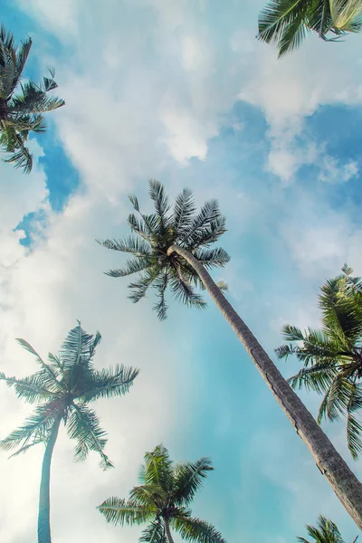 Coconut trees on the island. Selective focus. — Stock Photo, Image