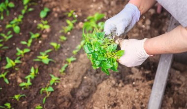 Baharda bahçe ekimi için tohumlar. Seçici odak.