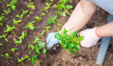 Baharda bahçe ekimi için tohumlar. Seçici odak.