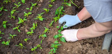 Baharda bahçe ekimi için tohumlar. Seçici odak.