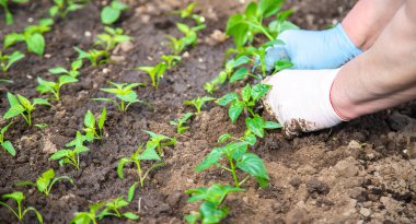 Baharda bahçe ekimi için tohumlar. Seçici odak.