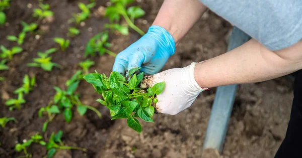 Seedlings for planting garden plants in the spring. Selective focus. — Stock Photo, Image