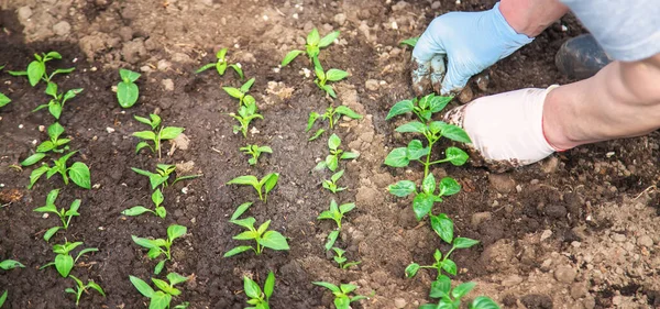 Plántulas para plantar plantas de jardín en primavera. Enfoque selectivo . — Foto de Stock