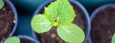 Seedlings of cucumbers in pots. Selective focus. clipart