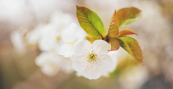 Flowering tree branches in spring. Selective focus. — Stock Photo, Image
