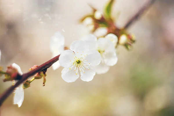 봄에 꽃피는 나무 가지들. 선택적 초점. — 스톡 사진