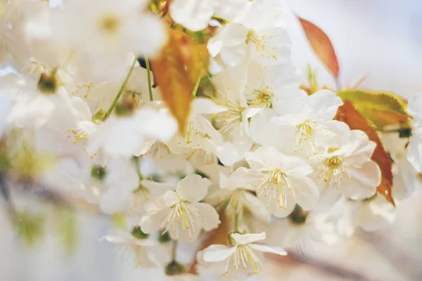 Flowering tree branches in spring. Selective focus. — Stock Photo, Image