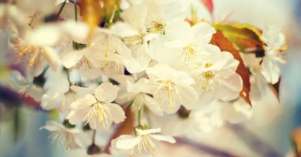 Blühende Äste im Frühling. Selektiver Fokus. — Stockfoto