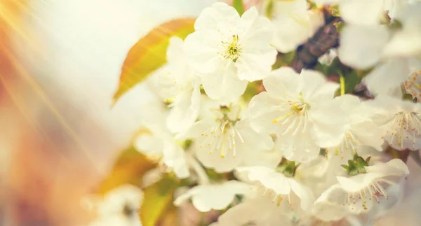 Blühende Äste im Frühling. Selektiver Fokus. — Stockfoto