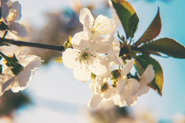 Baharda çiçek açan ağaç dalları. Seçici odak.