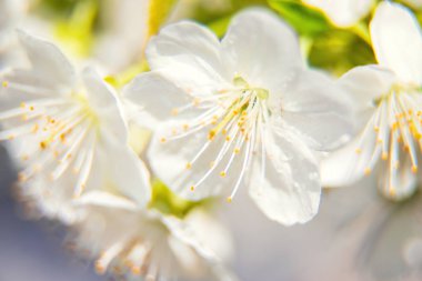 Baharda çiçek açan ağaç dalları. Seçici odak.