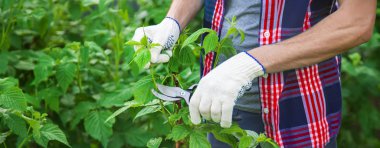 bahçıvan budama çalılar çalılar. Bahçe. Seçici odaklama.