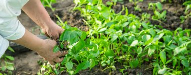 Baharda biber fideleriyle çalışan bir işçi. Seçici odak.
