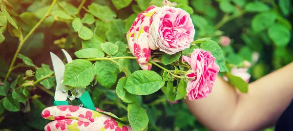 Садовник обрезает чайные ножницы для роз. селективный фокус . — стоковое фото