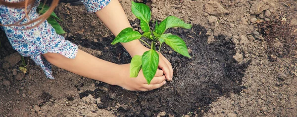 Kinder planten en waterplanten in de tuin. Selectieve focus. — Stockfoto