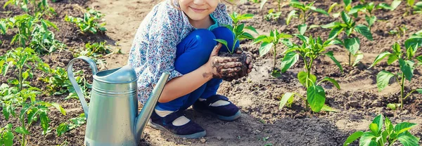 Roślin dla dzieci i podlewania roślin w ogrodzie. Selektywna koncentracja. — Zdjęcie stockowe