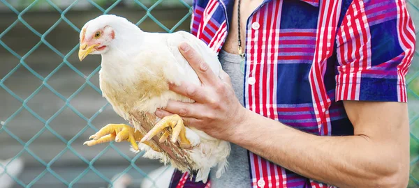 man farmer holding a chicken in his hands. Selective focus.