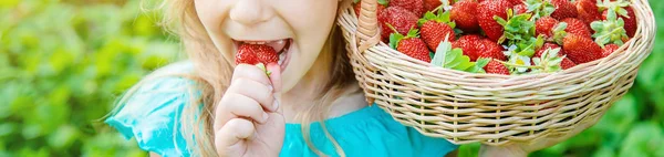 El niño recoge fresas en el jardín. Enfoque selectivo . —  Fotos de Stock