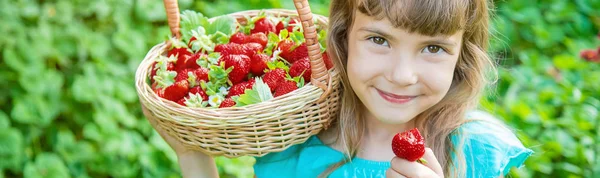 Dziecko zbiera truskawki w ogrodzie. Selektywna koncentracja. — Zdjęcie stockowe