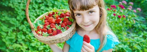 Het kind verzamelt aardbeien in de tuin. Selectieve focus. — Stockfoto