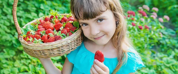这孩子在花园里收集草莓。选择性聚焦. — 图库照片