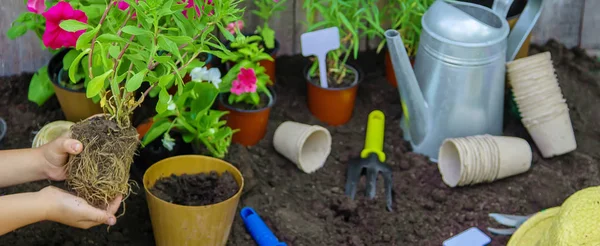 Una niña está plantando flores. El joven jardinero. Enfoque selectivo. — Foto de Stock