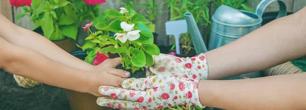 Маленькая девочка сажает цветы. Молодой садовник. Селективный фокус. — стоковое фото