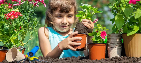 Seorang gadis kecil menanam bunga. Tukang kebun muda. Fokus selektif. alam . — Stok Foto